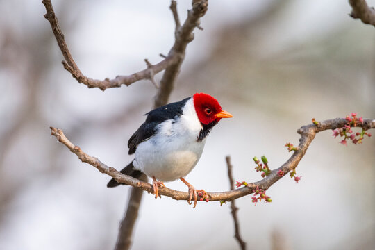Beautiful view to Yellow-billed Cardinal (Paroaria capitata)