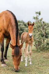 mare with her foal child in the field surrounded by trees