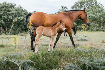 Obraz na płótnie Canvas mare with her foal child in the field surrounded by trees