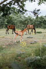 three foals eating in the field surrounded by trees