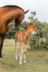 mare with her foal child in the field surrounded by trees