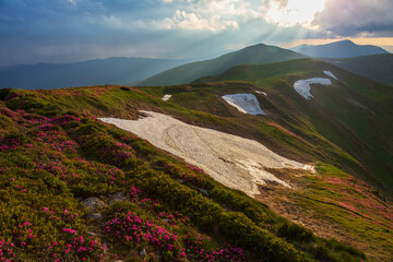 Flowering of the Carpathian rhododendron  in the evening light