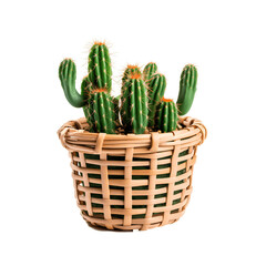 Cactus in a woven basket on a transparent background PNG