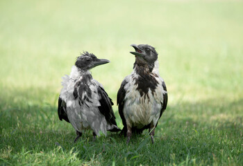 Portrait of two ravens sitting on the grass.