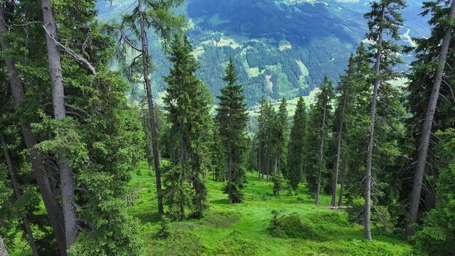 Beautiful green valley of trees and vegetation at Wagrainis Grafenberg, aerial 