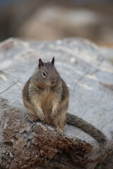 a squirrel standing on a stone