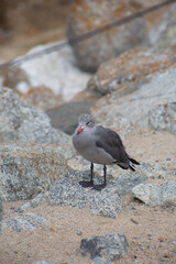 black seagulls on the beach
