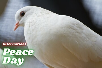 International Day of Peace, September 21st: Fostering peace and reducing conflict worldwide. Dove as a symbol of peace or sign of peace.