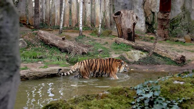 A wild adult tiger walks in the water in search of prey. Concept of wildlife and wild animals. Orange-striped raptor, majestic appearance