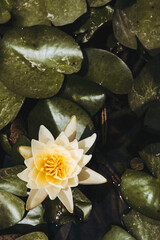 Beau nénuphar ouvert avec ses feuilles dans un bassin d'eau