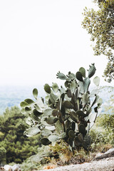 Énorme cactus figuier de Barbarie dans le Sud de la France