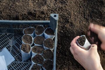 planting seedlings in cups with soil