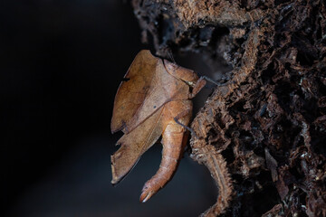 Dry Leaf Grasshopper