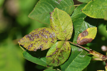Plant disease in roses such as mildew or rust are common. Leaf spot disease black spot -...