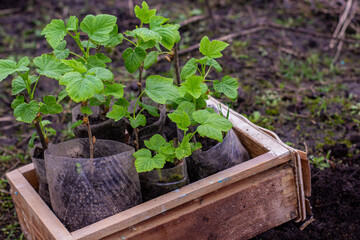 transplanting currant seedlings into open ground