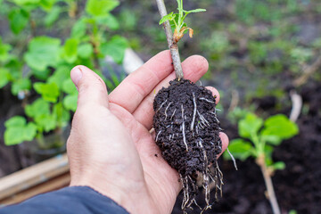 transplanting currant seedlings into open ground