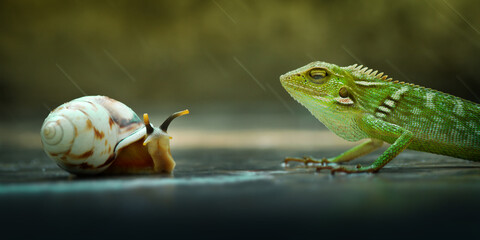 photo of a green lizard coming face to face with a snail in a puddle