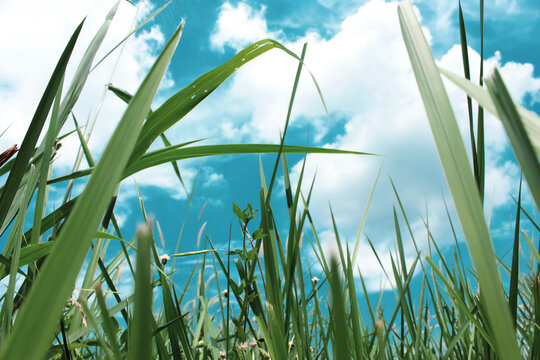 The reed grass with its long green leaves rises, the background is a clear sky during the day.
