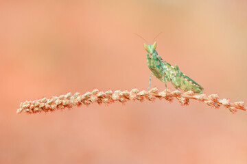 photo of a mantis perched on a branch with colorful background