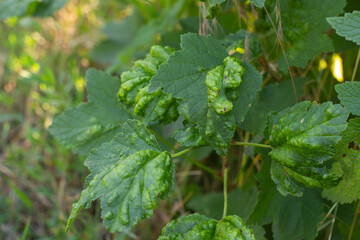 a disease on currant leaves affected by a mite