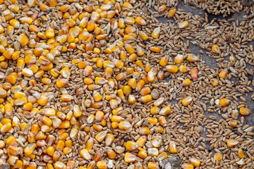 corn grain together with wheat is scattered