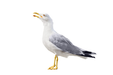 beautiful adult Seagull isolated on white background.
