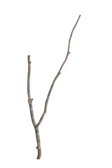 Photography Branch of dry tree isolated with white background