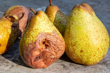 rotten pear fruits spoiled on the tree