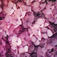 Obraz premium hydrangea flowers background 