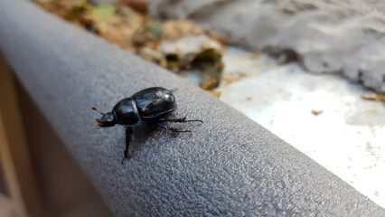 beetle