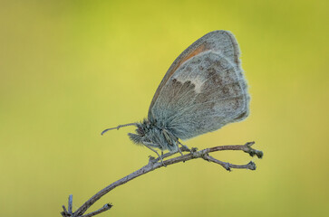 Piękny pomarańczowy motyl na letniej zielonej łące