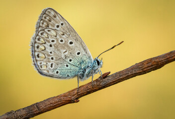 Fototapety  Śliczny kolorowy motyl na wiosennej łące