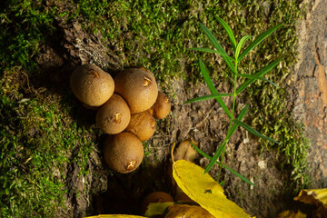 Forest mushroom. Common downy mushroom - Lycoperdon perlatum - growing in green moss in autumn forest