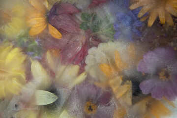 wilted pastel colored summer flowers frozen in ice
