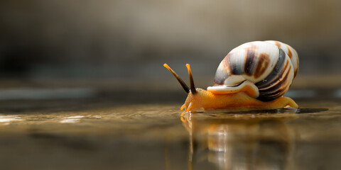 photo of a snail crawling in a puddle of water with a dramatic atmosphere