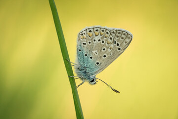 Śliczny kolorowy motyl na wiosennej łące © Sanczo