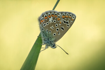 Śliczny kolorowy motyl na wiosennej łące - obrazy, fototapety, plakaty