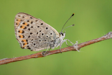 Fototapeta na wymiar Śliczny kolorowy motyl na wiosennej łące