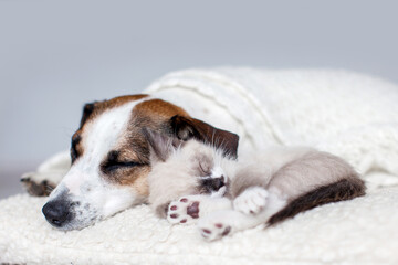 Cat and dog lying together on white blanket