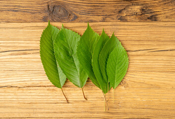 Cherry Leaf on Wooden Table, Green Fruit Leaves