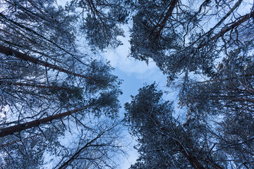 Forest Covered by Snow in Winter Landscape