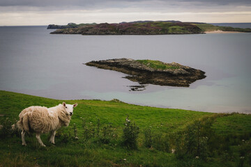 sheep on the hill