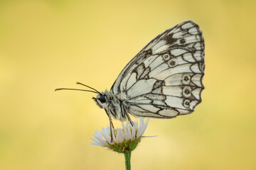 Piękny biały motyl na wiosennej łące	