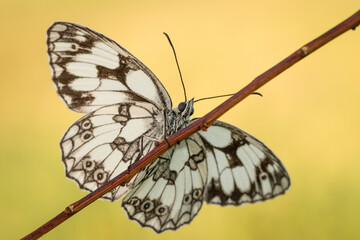 Piękny biały motyl na wiosennej łące	 - obrazy, fototapety, plakaty