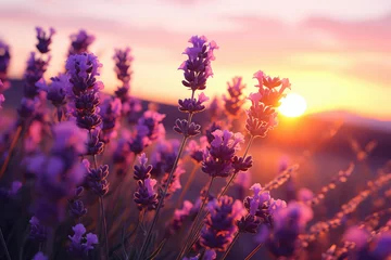 Fototapeten Lavender flowers close up against a background of a field at sunset © Michael