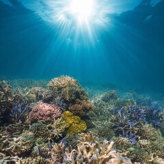 Sunlight underwater seascape on a coral reef in the Pacific ocean, natural scene, New Caledonia, Oceania