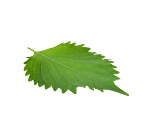 Fresh Green Shiso (perilla frutescens) or Oba leaf on transparent png