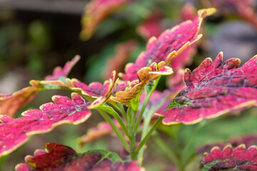 Flat lay of small plants around the house