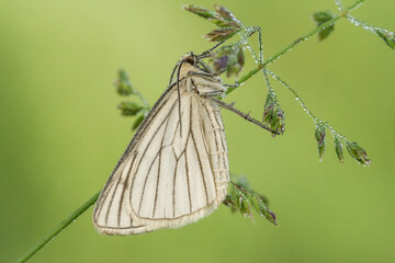 Piękny biały motyl na wiosennej polanie - obrazy, fototapety, plakaty