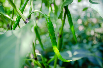 Obraz premium The green chili pepper